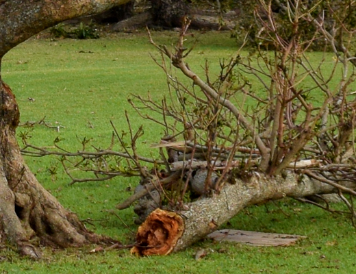台風の被害・強風によって倒れた枝の撤去作業
