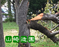 台風21号にによる公園樹の被害