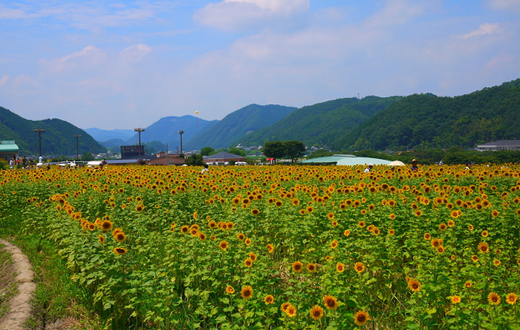 兵庫県作用町のひまわり畑