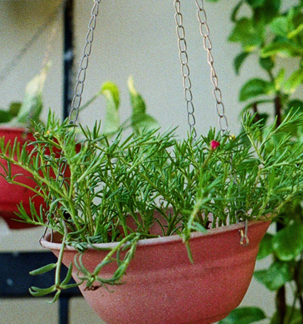 吊り鉢で育てる匍匐性（ほふくせい） のローズマリー