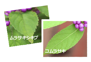 ムラサキシキブ（紫式部）コムラサキ（小紫）の違い・葉のカタチ・鋸歯（きょし）