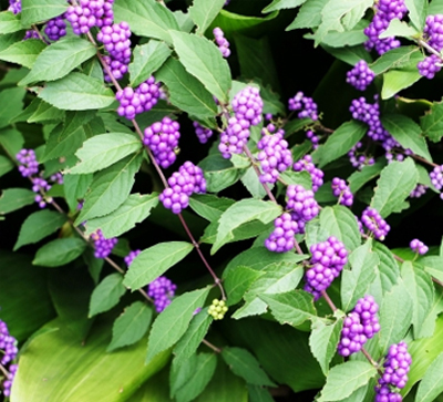コムラサキ（小紫）の特徴・違い・葉のカタチ