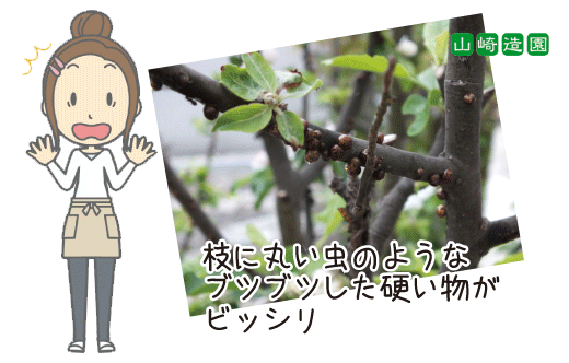 姫りんごに発生したカイガラムシ・山崎造園（宍粟市）