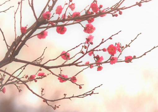 梅の木（紅色の花）