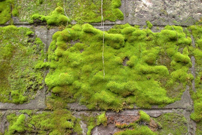 塀に繁殖した苔（コケ）苔の除去・コンクリート塀の苔（コケ）落とし