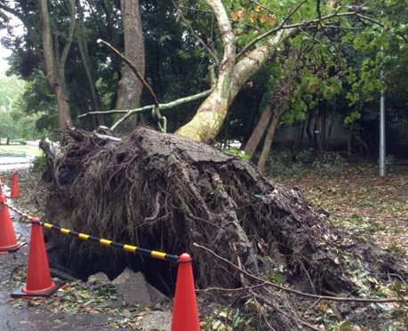 台風が去った後、根こそぎ倒れた木