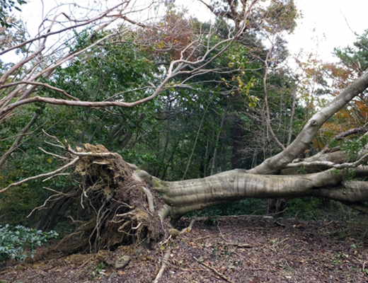 台風被害・倒木