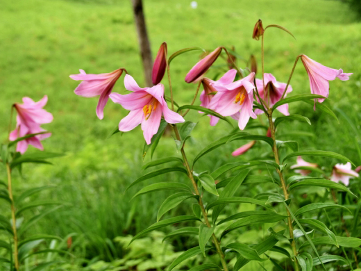 日本を代表するユリ「ヤマユリ」は強い香りと大きな花が特徴