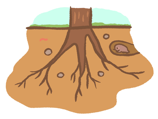 根の活動・肥料の時期