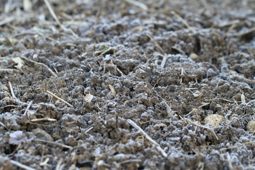 寒肥の時期、冬の土はカチカチ