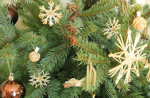 クリスマスツリ－に使われる木