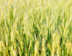 緑肥（りょくひ）大麦畑