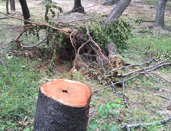 台風の被害・庭木の撤去・復旧作業（山崎造園・兵庫県宍粟市）