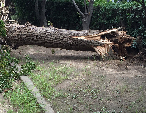 折れた庭木・台風による倒木処理｜山崎造園（兵庫県宍粟市山崎町高所583-1）