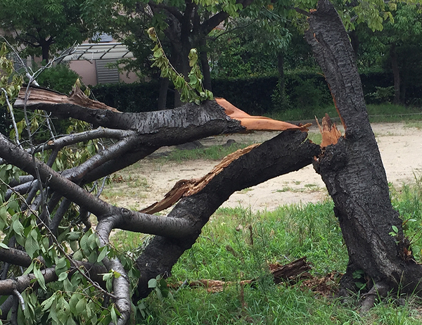 折れた庭木・台風による倒木処理｜山崎造園（兵庫県宍粟市山崎町高所583-1）