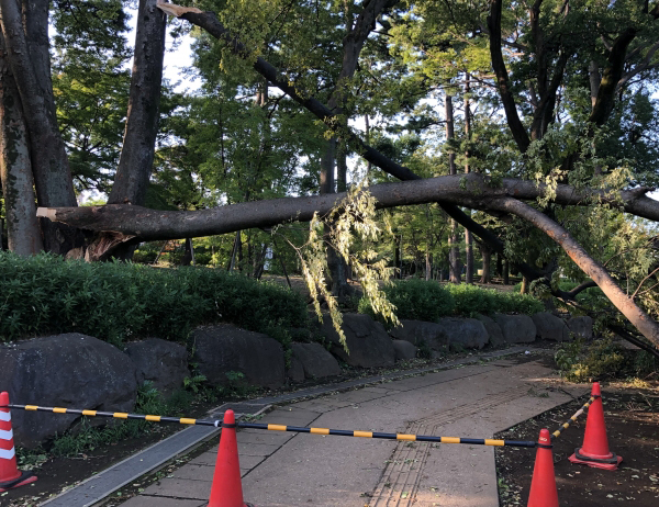 強風・豪雨の被害に合った木・枝折れ