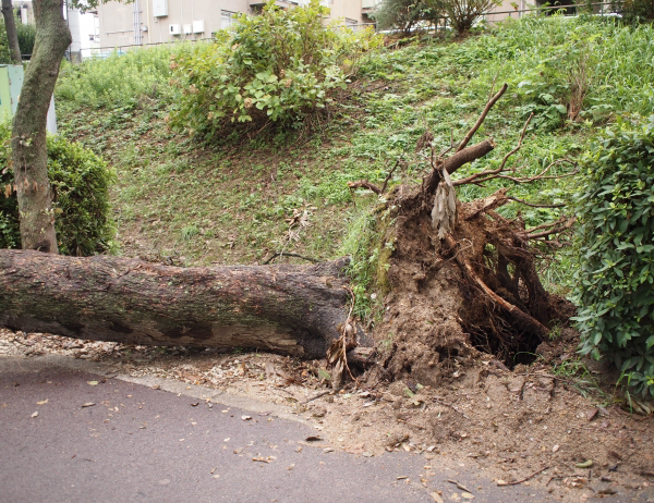 台風被害・道路沿いの斜面に植栽されている樹木