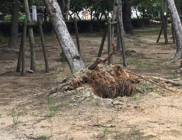 台風で傾いた樹木