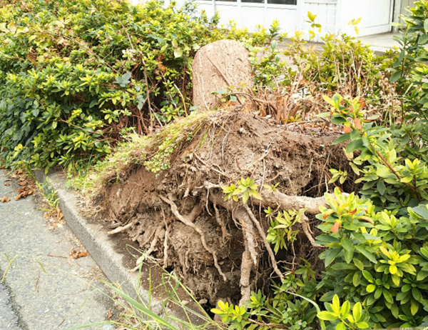 台風の被害・傷枝の剪定（山崎造園