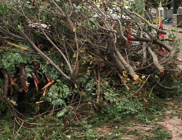 台風被害の後処理