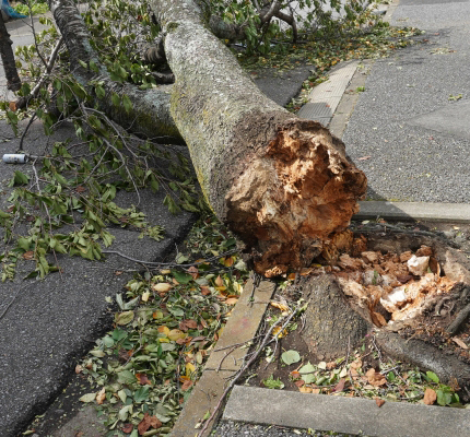 台風被害・幹折れ