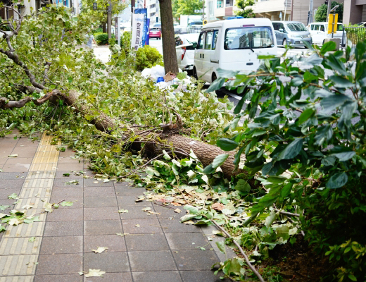 庭木の台風対策・備え・台風の被害にあった樹木（山崎造園・兵庫県宍粟市）