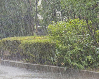 樹木・庭木の台風対策