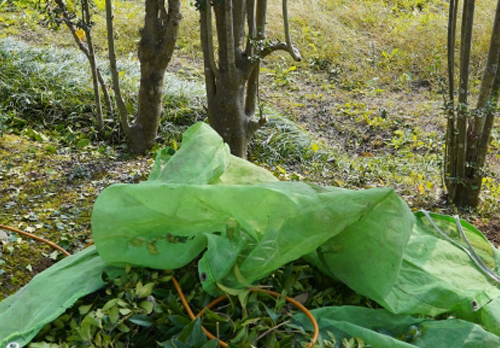 棚栽培・低木樹等の対策