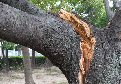 強風・豪雨・台風事後対策