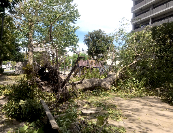 台風で倒れた木の処理・エクステリア外構工事（山崎造園・兵庫県宍粟市）