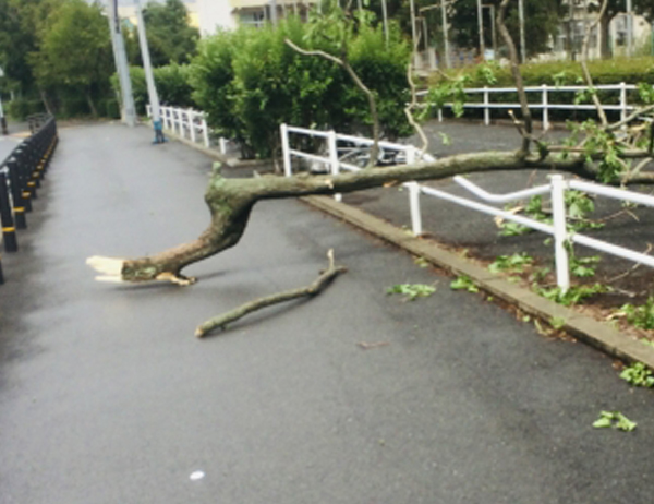 台風の被害・強風によって倒れた枝の撤去作業