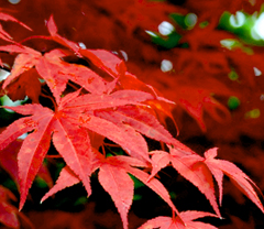 モミジ（紅葉）とカエデ（楓）の違い・イロハモミジの葉の形状
