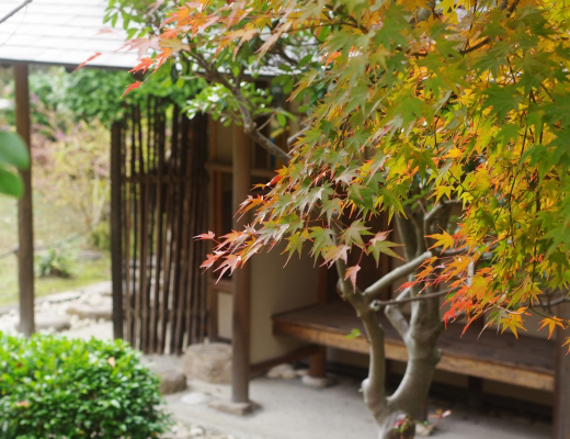 モミジ（紅葉）の植栽・剪定・手入れ（山崎造園・兵庫県宍粟市）