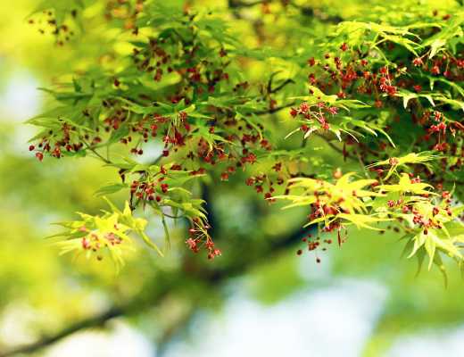 モミジ（紅葉）の植栽・剪定・手入れ（山崎造園・兵庫県宍粟市）