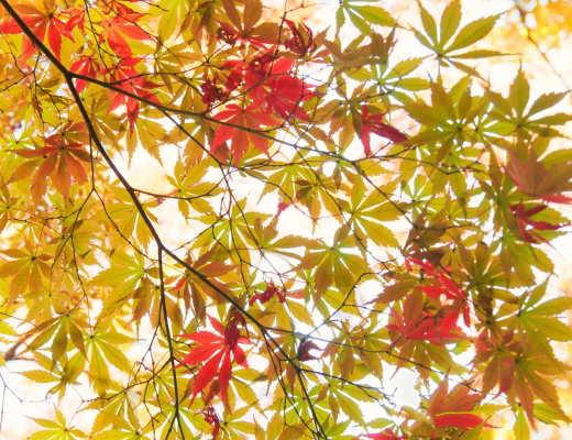 モミジ（紅葉）の植栽・剪定・手入れ（山崎造園・兵庫県宍粟市）