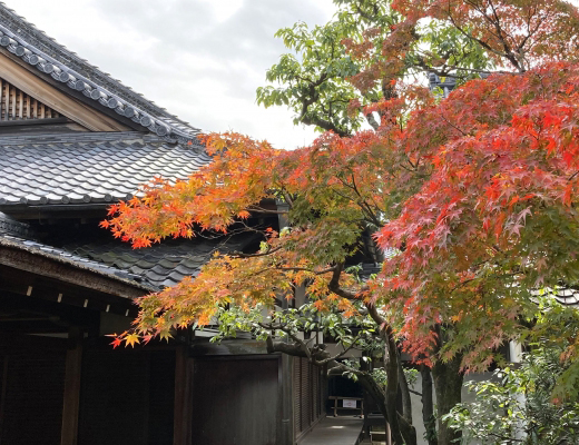 モミジ（紅葉）の植栽・剪定・手入れ（山崎造園・兵庫県宍粟市）