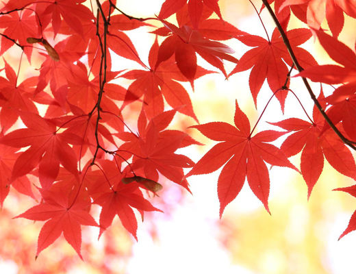 モミジ（紅葉）の植栽・剪定・手入れ（山崎造園・兵庫県宍粟市）