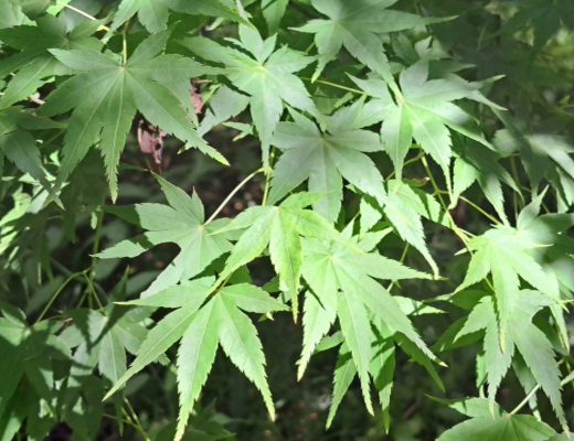 モミジ（紅葉）の植栽・剪定・手入れ（山崎造園・兵庫県宍粟市）