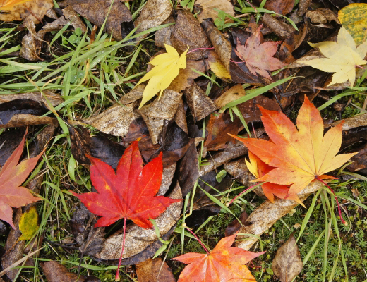 モミジ（紅葉）の植栽・剪定・手入れ・水辺に植栽