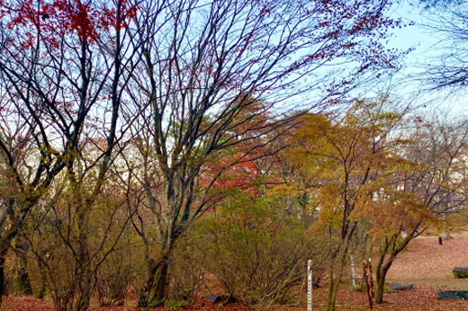 モミジの剪定は１２月～２月上旬の落葉期（山崎造園・兵庫県宍粟市）