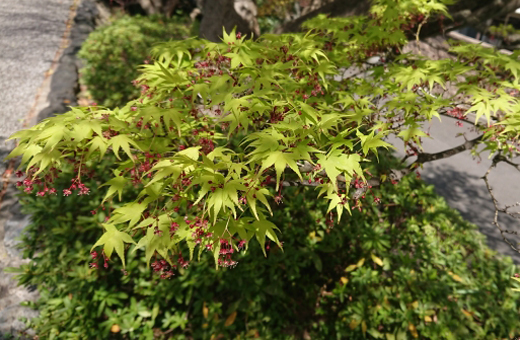 イロハモミジの植栽