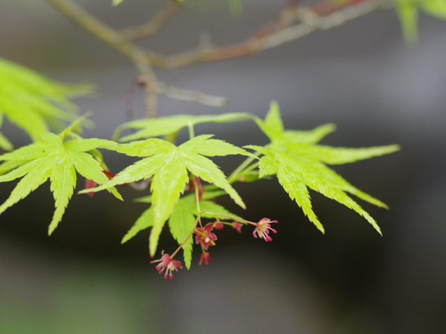 初夏に咲くイロハモミジの花