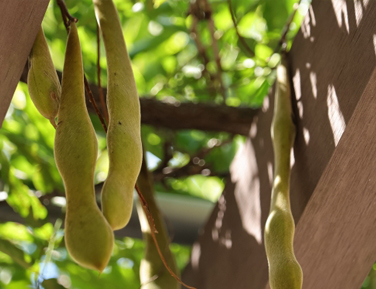 藤の実・豆果(とうか)