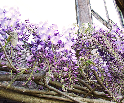 藤棚の設置・剪定と誘引