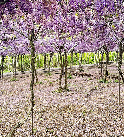 藤の花・ツルの成長