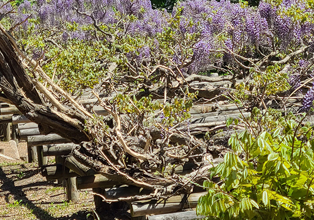 藤棚の設置・フジの木・ツルの誘引