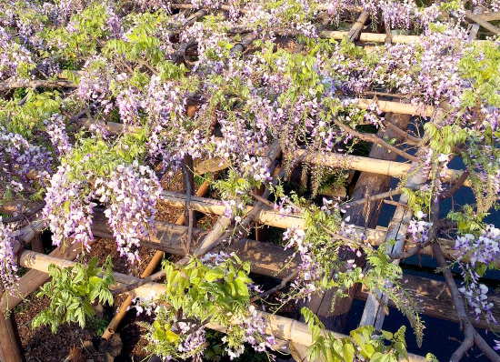 藤(フジ)の再生・手入れ(山崎造園)