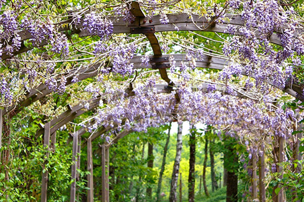 藤棚のヤマフジ