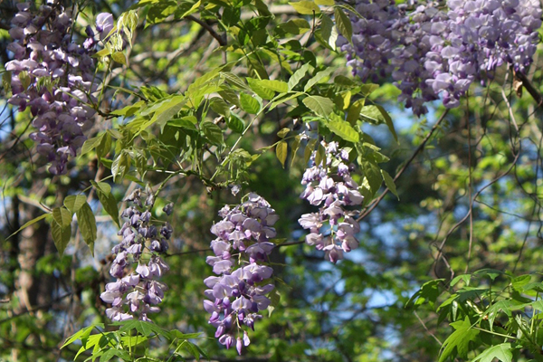 野山に自生している山藤(ヤマフジ)