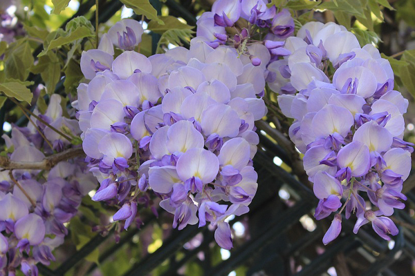 藤の花は雌雄同株